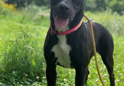 A black dog standing in the grass with a leash.