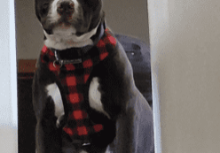 A dog standing on the stairs.