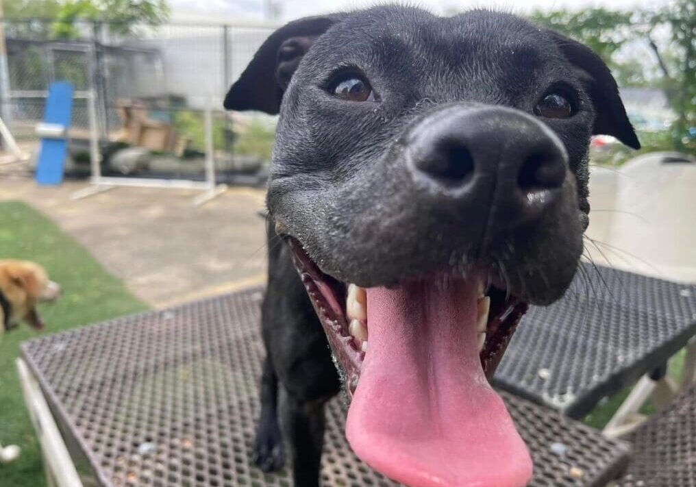 Black dog with tongue out smiling.