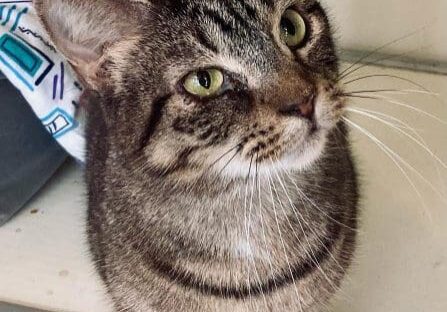 A tabby cat sitting on top of a shelf.