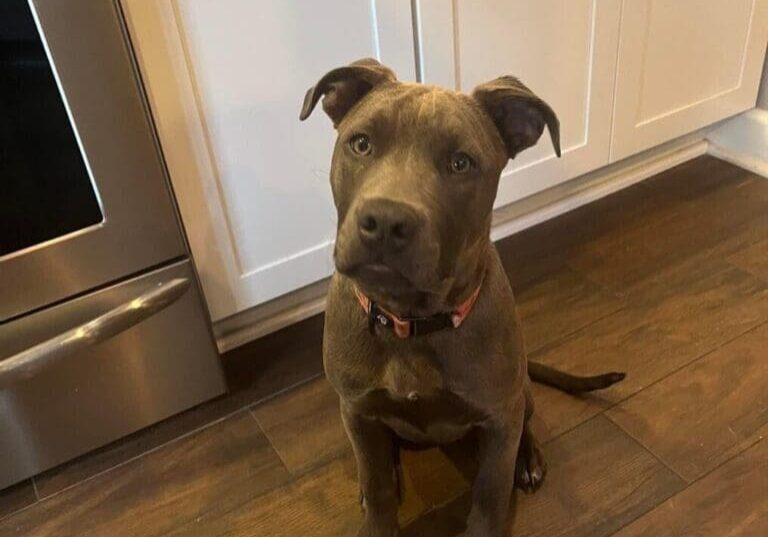 A brown dog sitting on a wood floor.