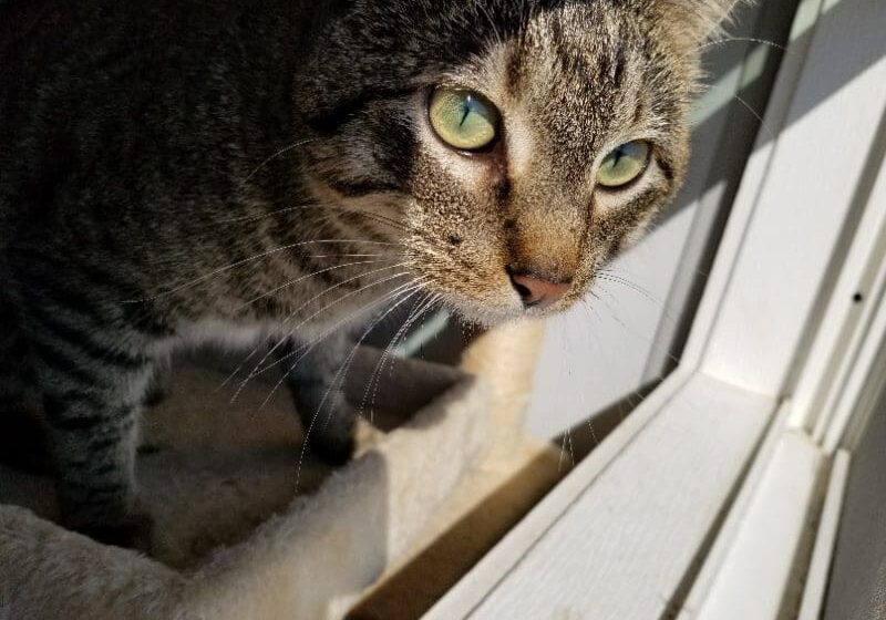 A tabby cat looking out of a window.