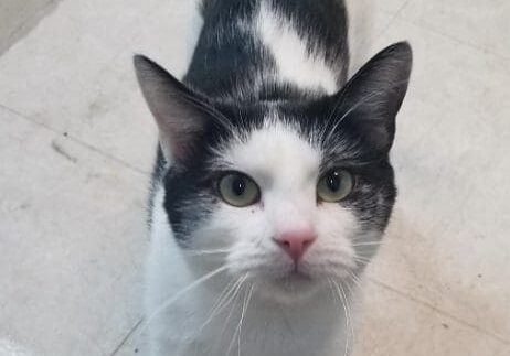 A black and white cat standing on a tile floor.