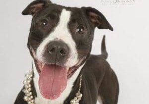 A black and white dog wearing a pearl necklace.