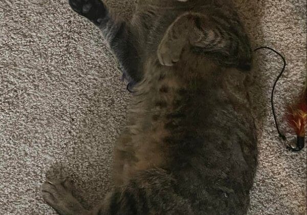 A tabby cat laying on the carpet.