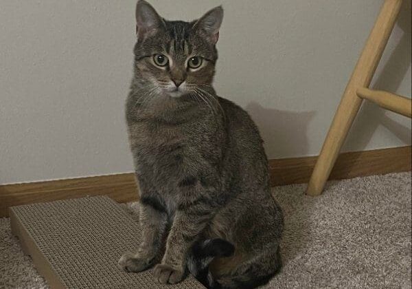 A cat sitting on a scratching post.