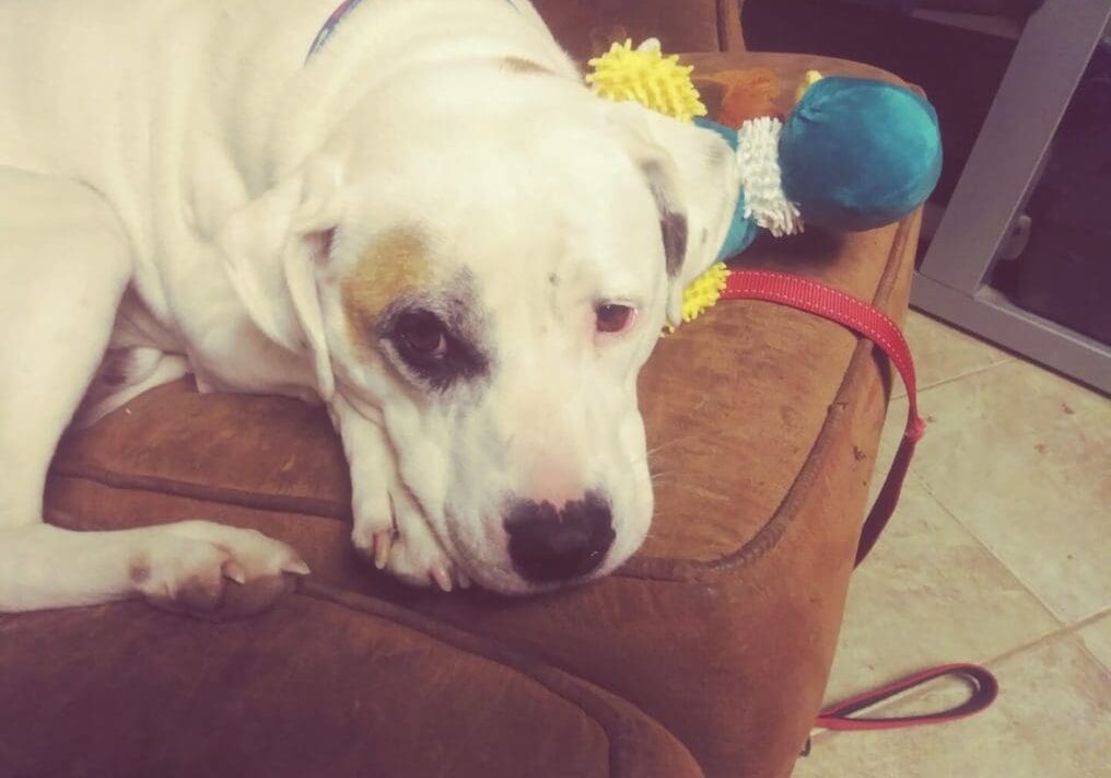 A dog laying on a couch with a stuffed animal.