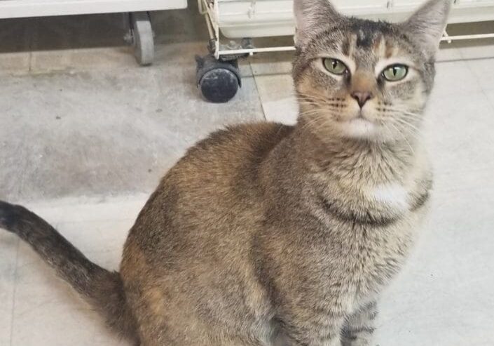 A tabby cat sitting on the floor in a vet's office.