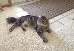 A cat laying on a carpet in front of a door.