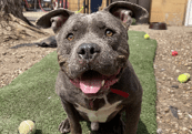 A dog is sitting on a grassy area.