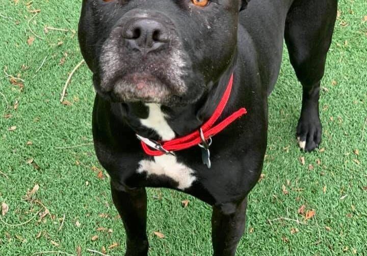 A black dog standing on grass with a red collar.