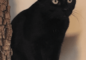 A black cat sitting under a tree.