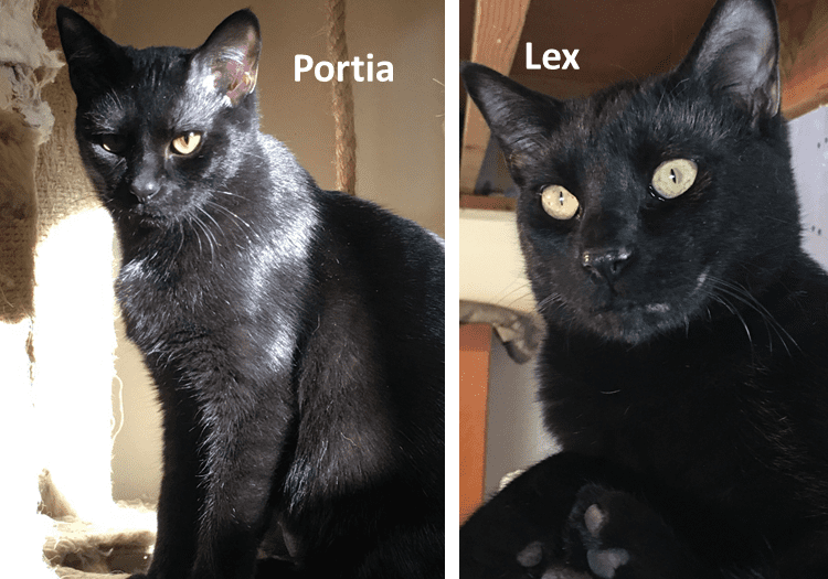 Two black cats with the words portia and lex.