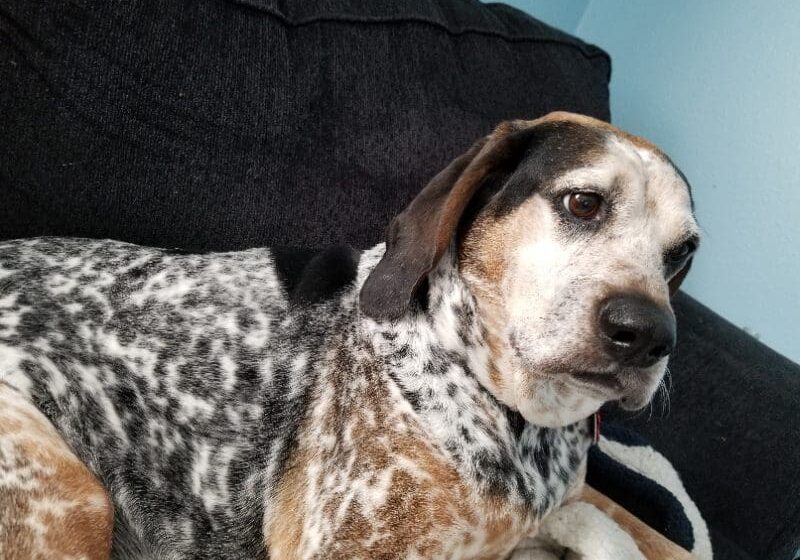 A black and white dog laying on a couch.