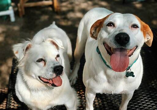 Two white dogs standing next to each other on a table.