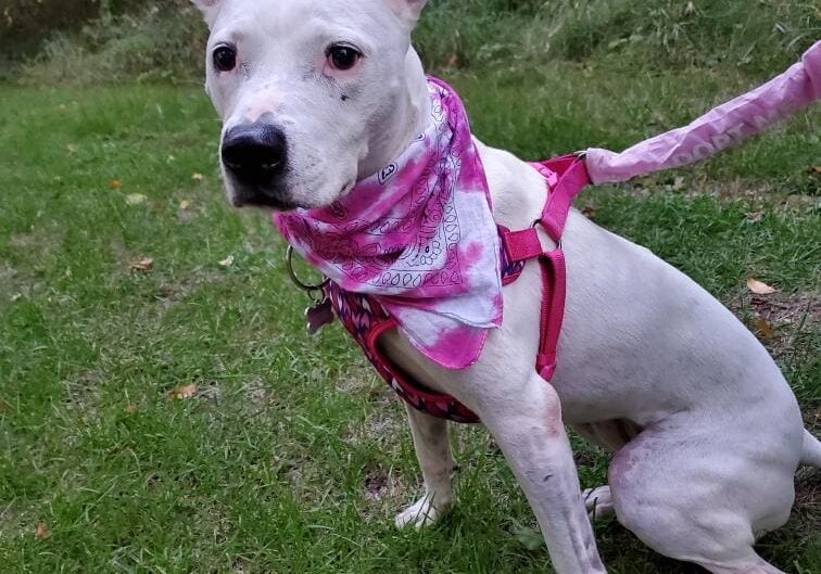 A white dog with a pink bandana on a leash.