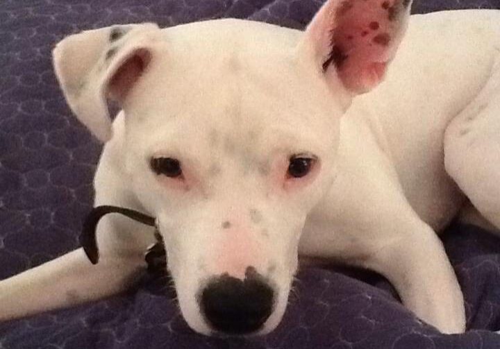 A white dog laying on a purple blanket.