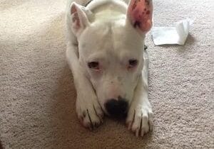 A white dog laying on the floor next to a chair.