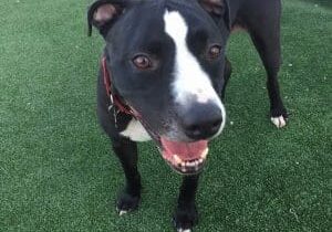 Person, an adoptable pit bull terrier & chihuahua mix in san diego, ca.