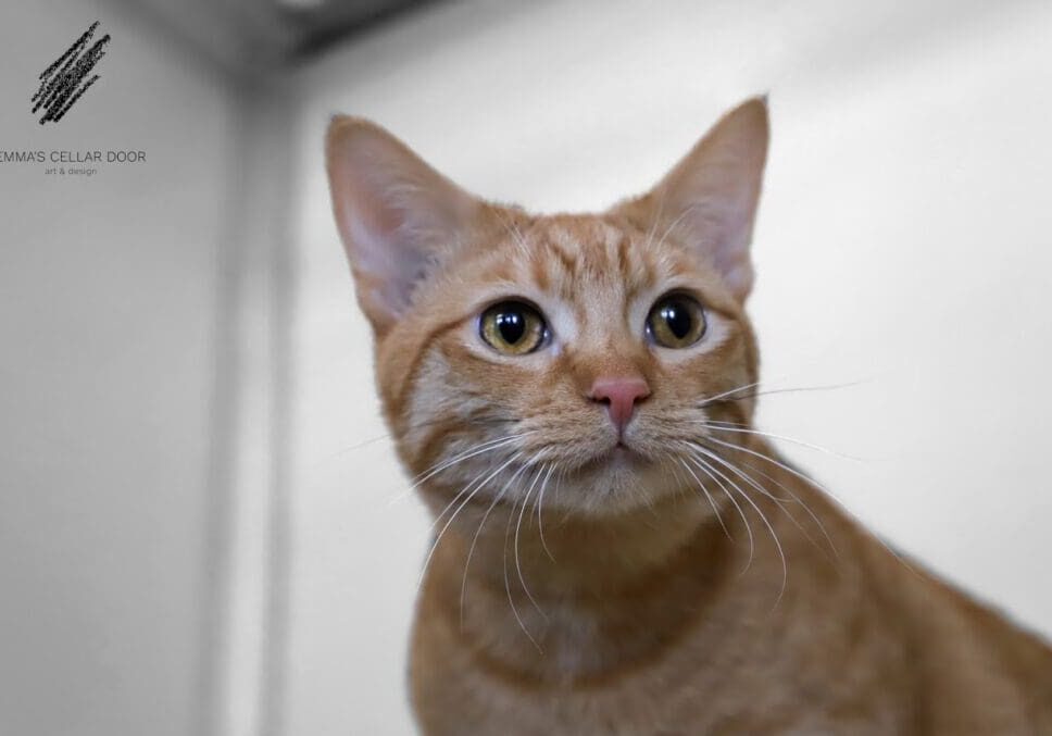 An orange tabby cat is staring at the camera.