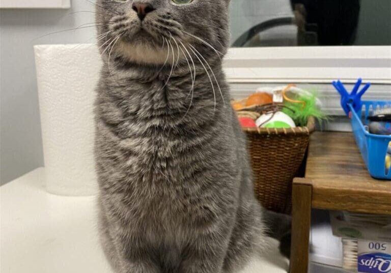 Grey tabby cat sitting on a white surface.