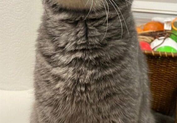 A gray cat sitting on top of a white counter.