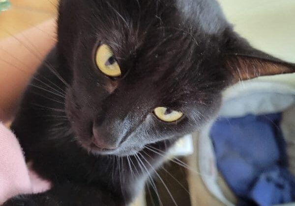 A black cat sitting on a person's lap.