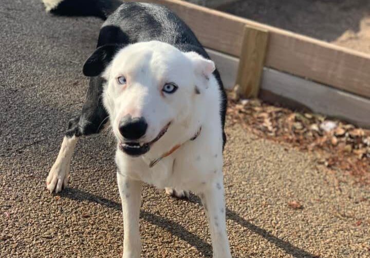 A black and white dog standing on a dirt path.