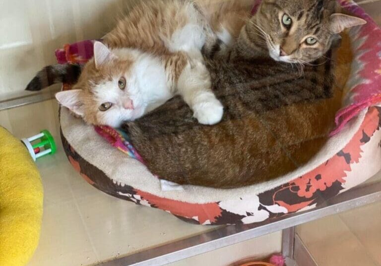 Two cats laying on top of a bed in a kennel.