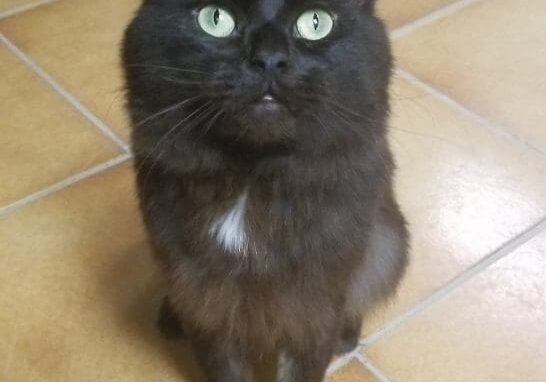 A black cat sitting on a tiled floor.