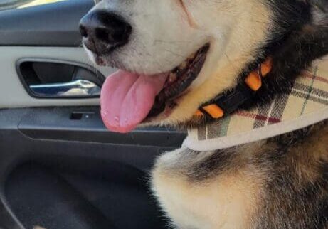 Dog with tongue out in car seat.