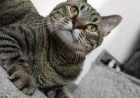 A black and white photo of a tabby cat laying on a carpet.