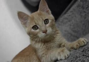 A small orange kitten laying on a gray carpet.