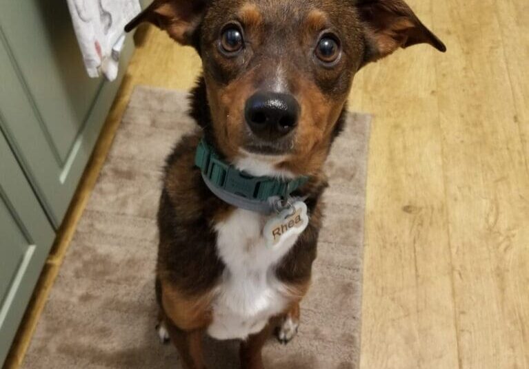 A brown and white dog standing on a kitchen floor.