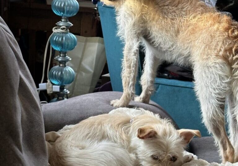 Two dogs, one standing, one sleeping.