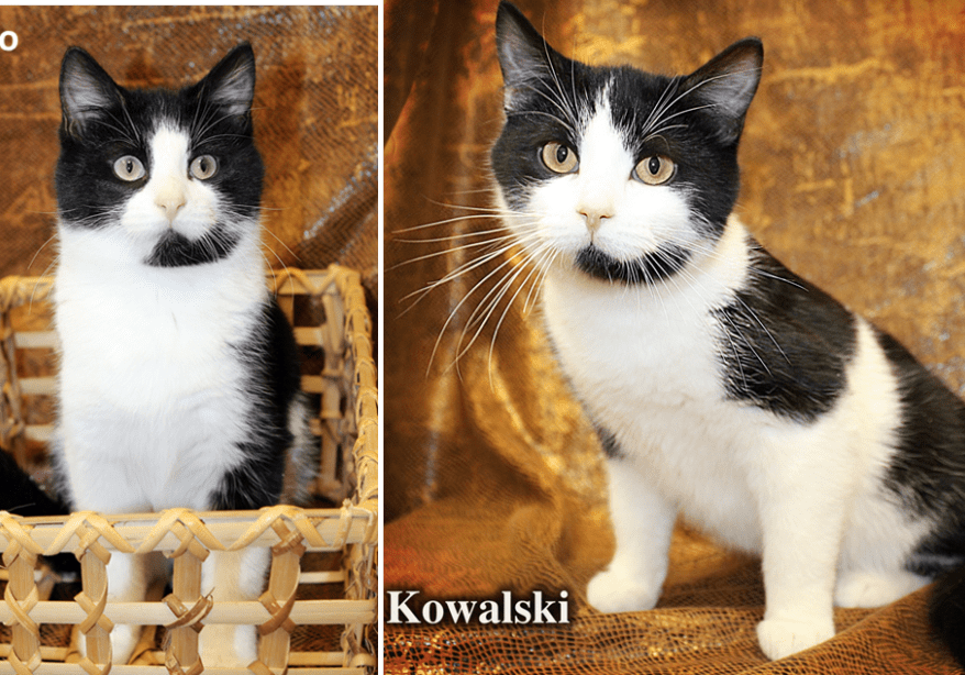 Two black and white cats sitting in a basket.