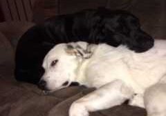 Two black and white dogs laying on top of a couch.