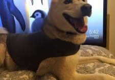 A dog wearing a penguin shirt on a bed.