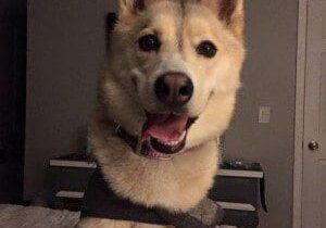 A husky dog wearing a harness on a bed.