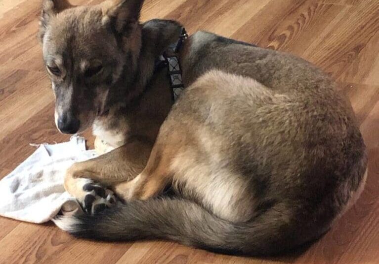 A dog laying on a wooden floor with a piece of paper on it.