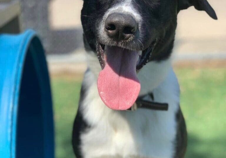 A black and white dog sitting on a blue ball.