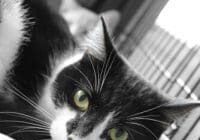 A black and white photo of a cat laying in a cage.