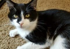 A black and white cat laying on the carpet.