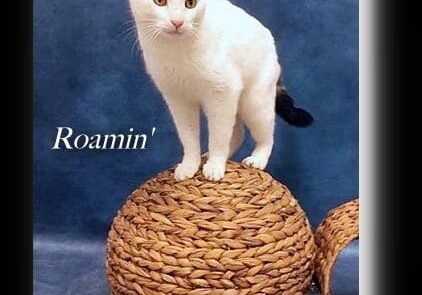 A white cat standing on top of a wicker ball.