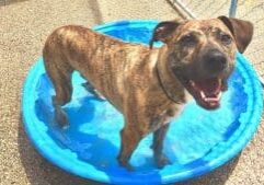 A dog standing in a blue swimming pool.