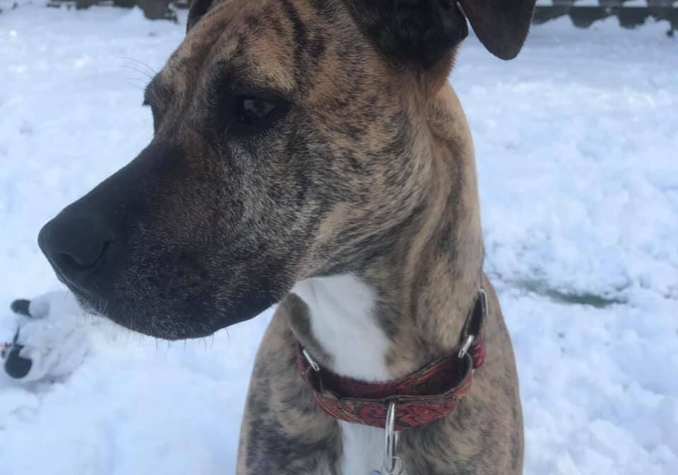 A brown and white dog standing in the snow.