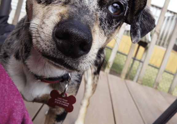 A dog standing on a wooden deck.