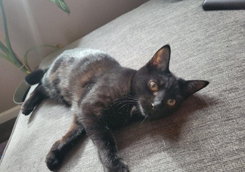 A black cat laying on a couch in front of a plant.