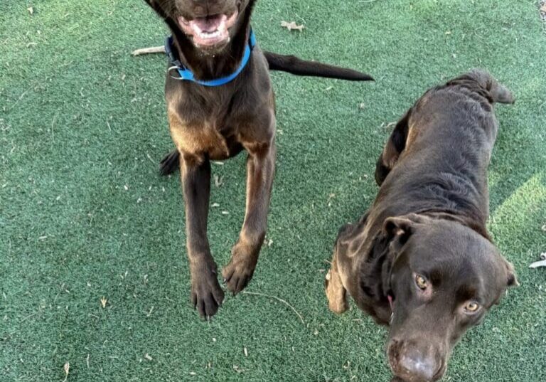 Two brown dogs on green grass.