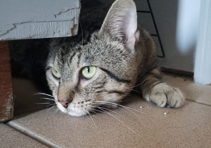 A tabby cat laying on a tile floor.